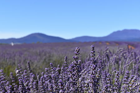 australia, tasmania, lavender fields, blue sky, countryside, landscape thumbnail