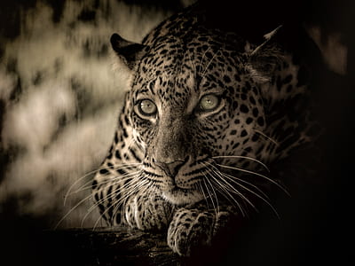 closeup photo of leopard thumbnail