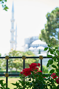 selective focus photography of red flowers thumbnail