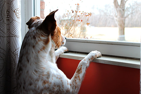 shallow focus photography of brown and white dog standing in front window during daytime thumbnail