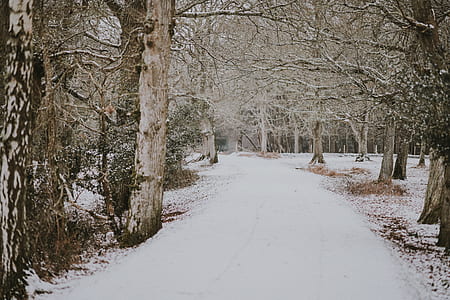 bare trees on snow field thumbnail