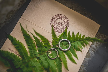 two silver-colored rings on fern plant thumbnail