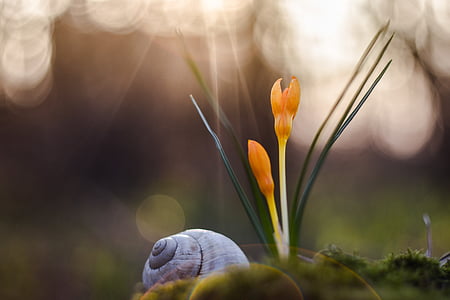 gray snail near orange flowers thumbnail