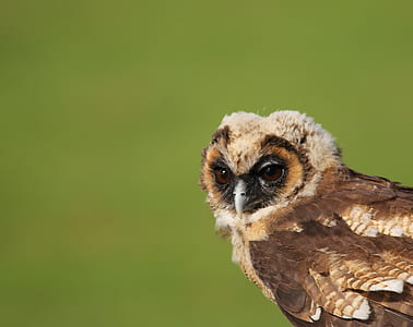 selective focus photo of brown owl thumbnail