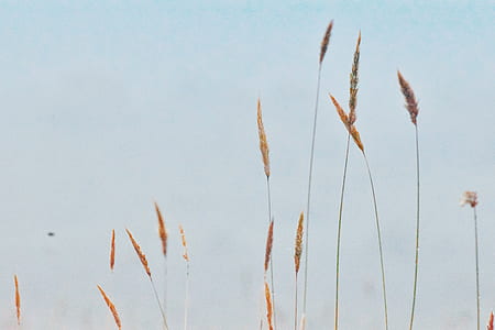 grass, field, meadow, cloud thumbnail
