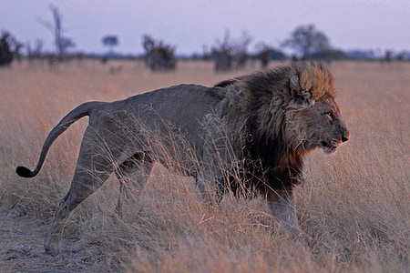 lion on beige field thumbnail