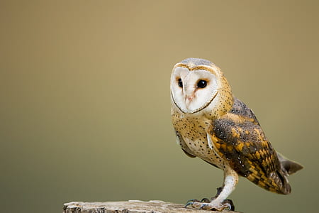 focus photography of brown owl thumbnail