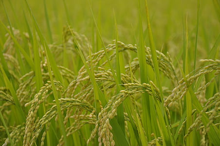 close-up photo of wheat field thumbnail