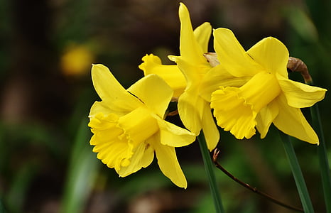 selective photography of yellow daffodil flowers thumbnail