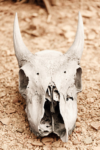 white animal skull on beige surface thumbnail