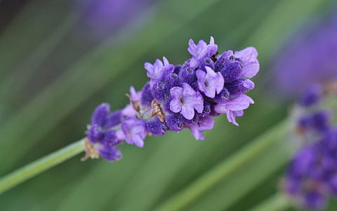 purple petaled flowers thumbnail