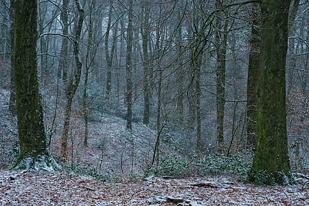 bare tree thumbnail