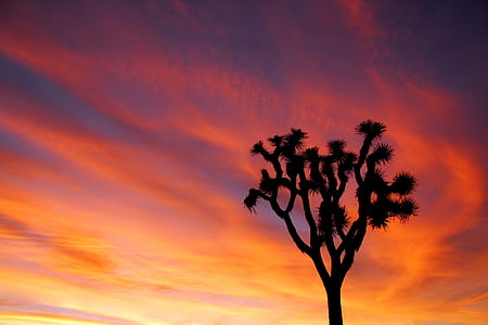 tree under golden hour thumbnail