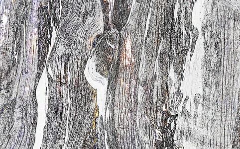 texture, background, rough, bark thumbnail