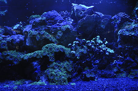 close up photo of coral reefs thumbnail