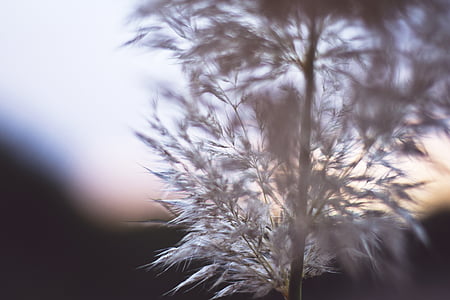 selective focus photography of white flowers thumbnail