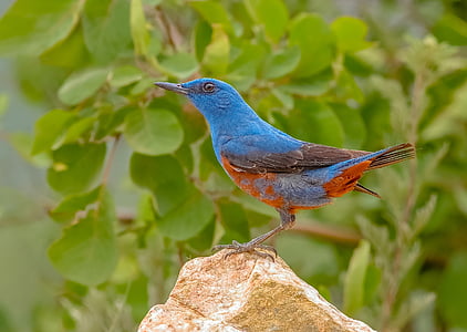 close-up photography of blue and red bird standing on brown rock thumbnail