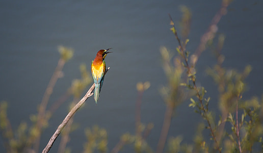 close-up photography of rainbow bee eater perching on twig during daytime thumbnail