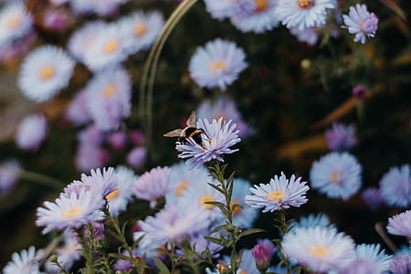 White Daisy With Bee thumbnail