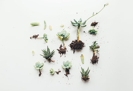 green succulent plants on white floor thumbnail