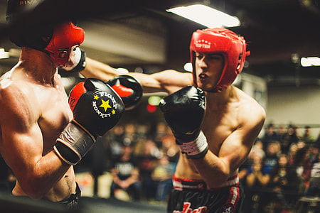 two boxer fighting each other thumbnail