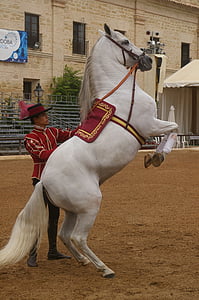 man holding white horse thumbnail
