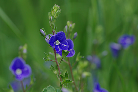 shallow focus of purple flowers thumbnail