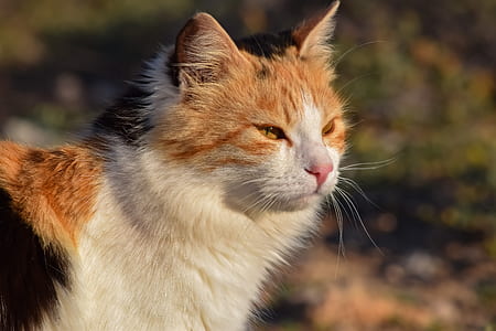 shallow focus photography of cat thumbnail