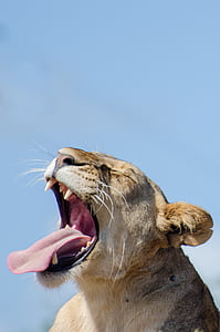 shallow focus photography of tiger thumbnail