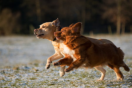 two dogs running on green grass during daytime thumbnail
