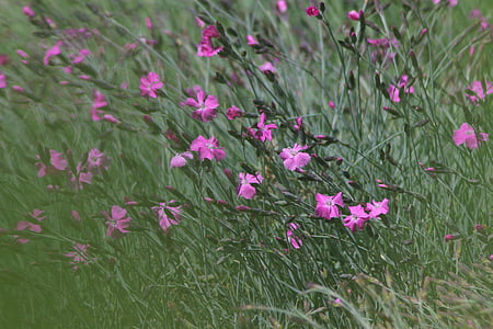 closeup photo of pink dianthus flowers thumbnail