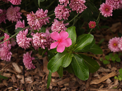 pink periwinkle flowers and pink chrysanthemums close-up photography thumbnail