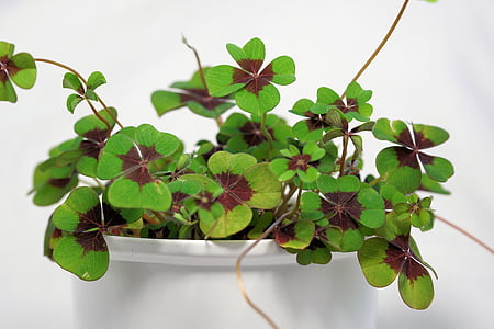 green clover plant thumbnail