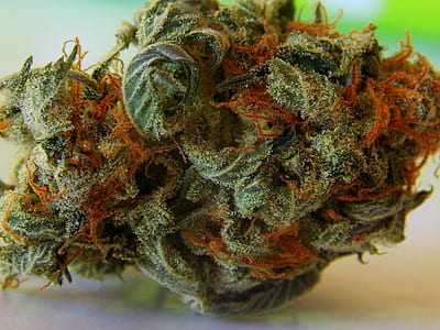 green and orange planrt thumbnail