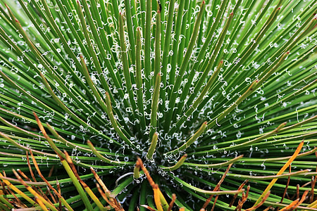 closeup photo of green leaf plant thumbnail