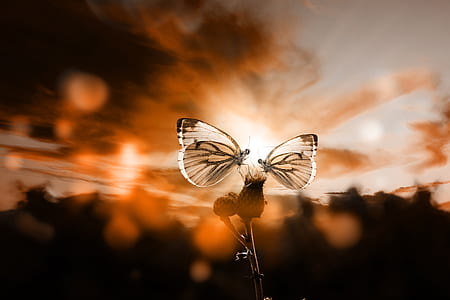two butterflies on flower thumbnail