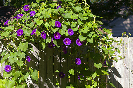 purple petaled flowers on wooden fence thumbnail