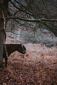 brown and white horse under bare tree thumbnail