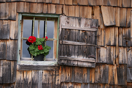 teal wooden framed window and red petaled flowers thumbnail