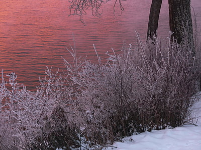 withered plant on snowfield with body of water in distance thumbnail