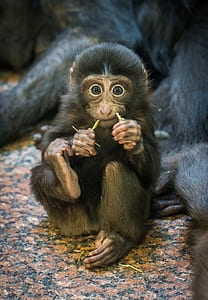 baby primate sitting beside large primate thumbnail