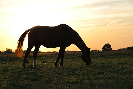 brown horse on green grass field thumbnail