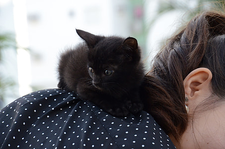 black kitten on woman's back thumbnail