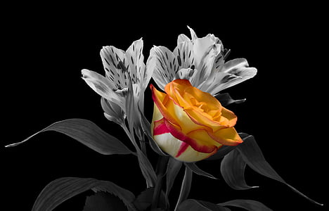 orange flower selective color painting thumbnail