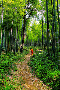 Theravada Buddhism thumbnail