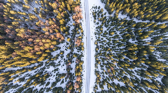 aerial view of green trees thumbnail