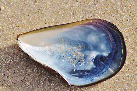 blue and black sea shell thumbnail