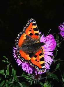 painted lady butterfly on purple flower thumbnail