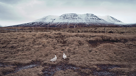 two white chickens near mountain thumbnail