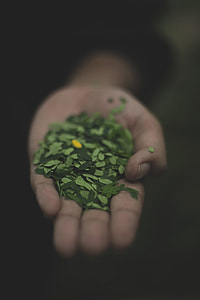 green leaves on person's palm thumbnail